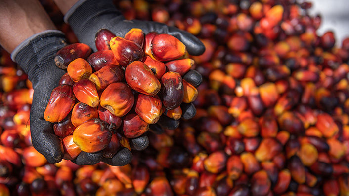 Ripe palm fruit before entering processing